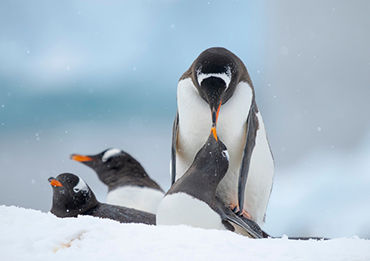 Antarctica Wildlife