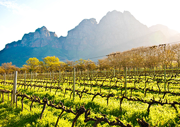 Cape Town Vineyards