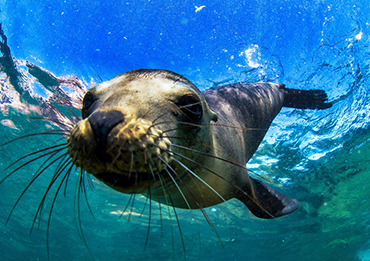 Galapagos Divers Paradise