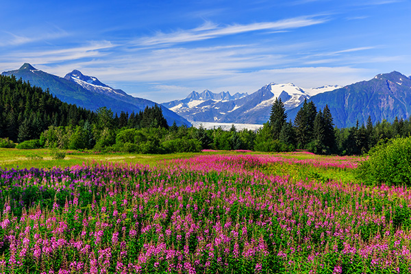 Stunning field landscape of Juneau Alaska