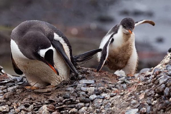 Gentoo Penguin and chick walking around on pebbles