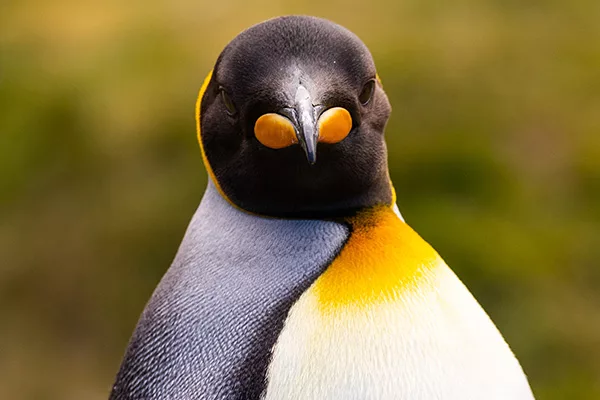 King Penguin in South Georgia