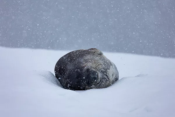 Weddel Seal laying on snow 